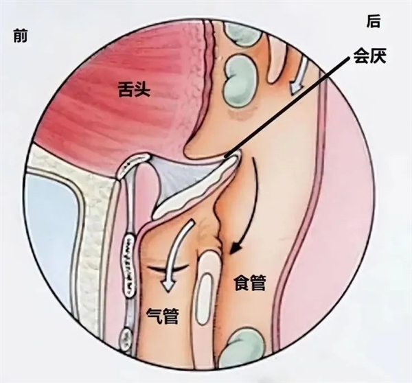 人類身上明顯的缺陷：吃飯時(shí)發(fā)出聲音會(huì)殺死自己