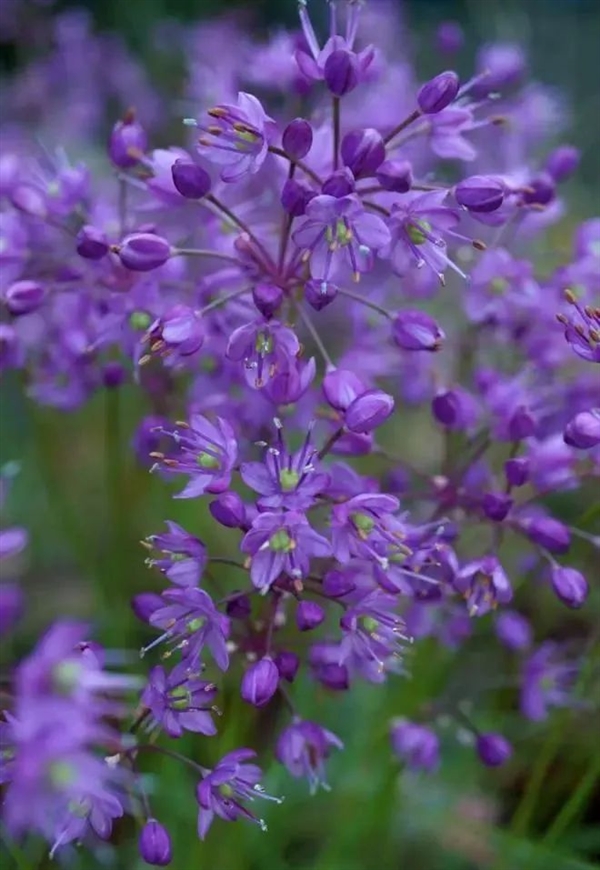 荸薺、蕺菜、藠頭：見(jiàn)過(guò)吃過(guò)聽(tīng)過(guò) 但就是不會(huì)讀