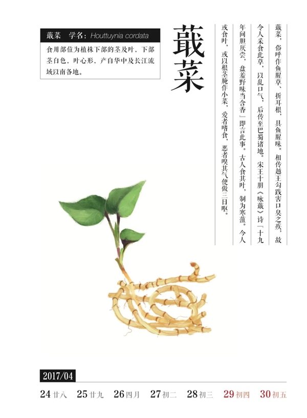 荸薺、蕺菜、藠頭：見(jiàn)過(guò)吃過(guò)聽(tīng)過(guò) 但就是不會(huì)讀