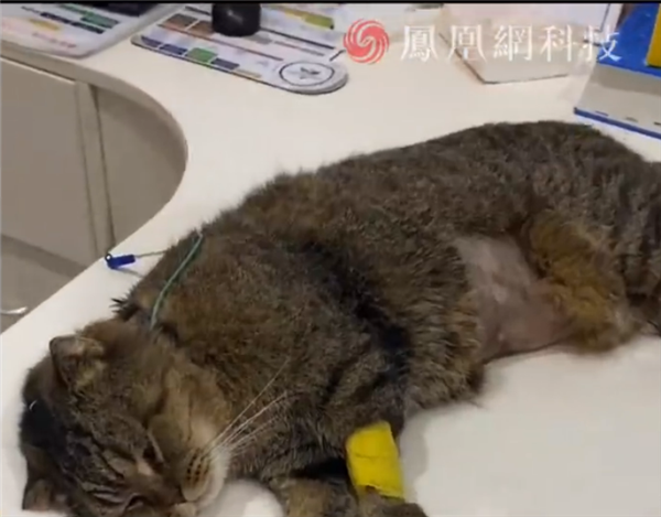 花20萬給17歲老年貓做腎移植！國內(nèi)貓腎臟移植手術要火了