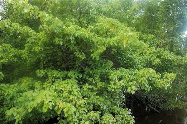 不能摸也不能燒！這棵樹(shù)全株有毒太魔性 樹(shù)下躲雨也會(huì)中毒