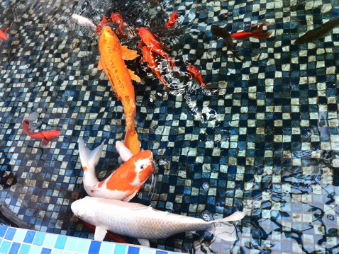網(wǎng)友意外釣到“水老虎”：能吃的不像話 同類(lèi)都不放過(guò)