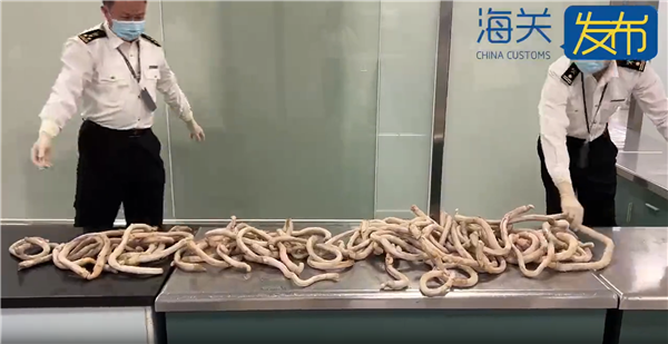 廈門(mén)海關(guān)截獲16.1公斤牛鞭：禁止攜帶肉類及其制品進(jìn)境