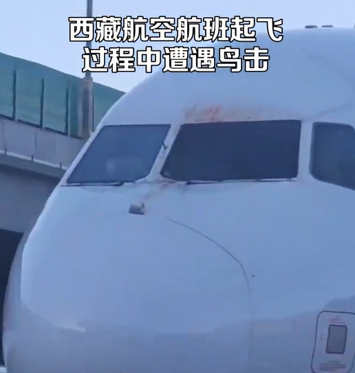都快2025年了 為什么韓國這飛機(jī)還會撞鳥