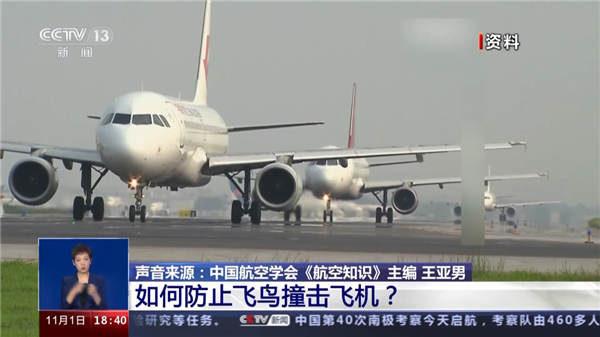 都快2025年了 為什么韓國這飛機(jī)還會撞鳥