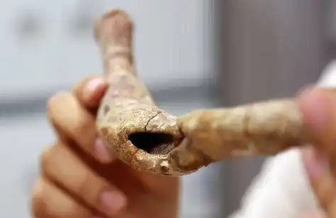 流感、寄生蟲、癌癥……你沒聽錯 恐龍也會生??！