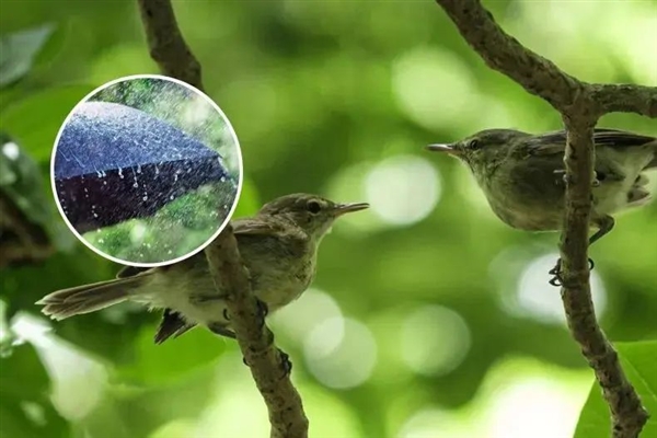 鳥也會離婚 新研究爆料動物私生活內(nèi)幕 離婚的理由出乎意料！