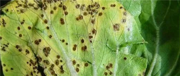 大白菜上的小黑點(diǎn)是什么：和肥料有關(guān)、但吃無(wú)妨