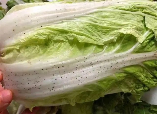 大白菜上的小黑點(diǎn)是什么：和肥料有關(guān)、但吃無(wú)妨
