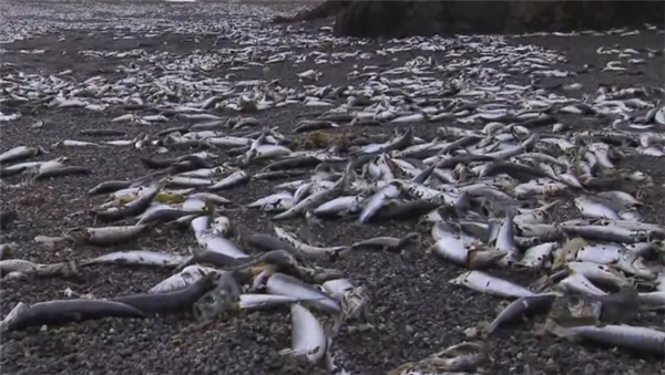 日本北海道一沙灘現(xiàn)大量死魚：恰逢新年假期 難以找人處理