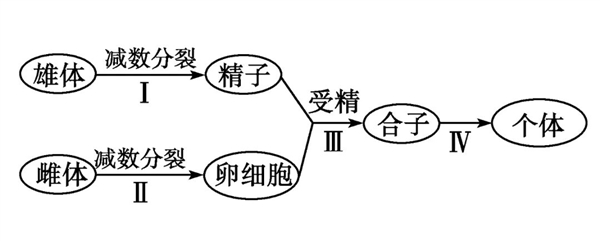 一只就生出許多后代 自然界優(yōu)繁殖策略 為何人類沒有這種能力