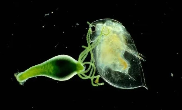 一只就生出許多后代 自然界優(yōu)繁殖策略 為何人類沒有這種能力