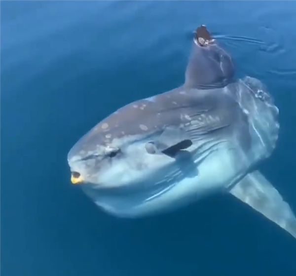 連水母都不吃了 日本翻車魚因沒游客自閉：飼養(yǎng)員扎草人解悶