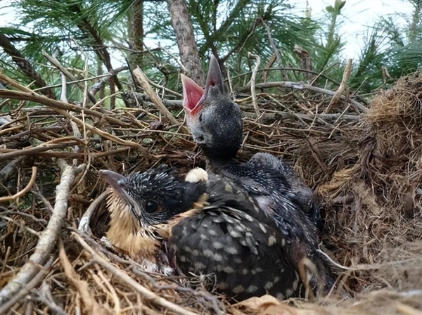 如果鳥類發(fā)現(xiàn)自己養(yǎng)了一只杜鵑的雛鳥 那么它們會怎么做