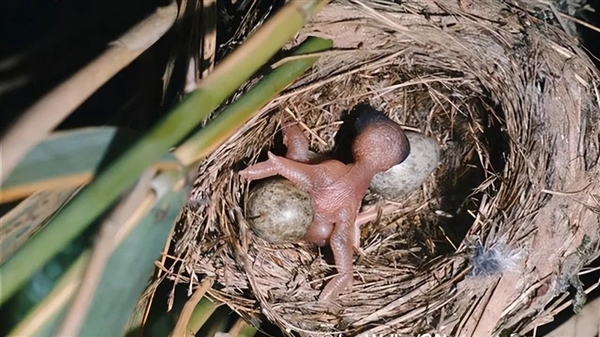 如果鳥類發(fā)現(xiàn)自己養(yǎng)了一只杜鵑的雛鳥 那么它們會怎么做