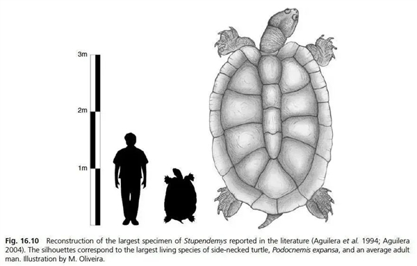 巨獸之地：地球史上獨特的生物群落 各種動物大到離譜