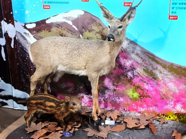 申公...公...豹一家的真身是什么動物
