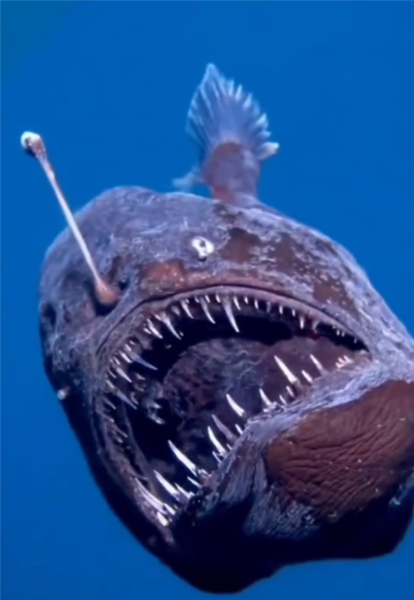 美味的深海怪物！一鮟鱇魚海面游泳被人類偶遇：著實(shí)罕見