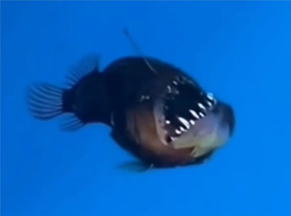 美味的深海怪物！一鮟鱇魚海面游泳被人類偶遇：著實(shí)罕見