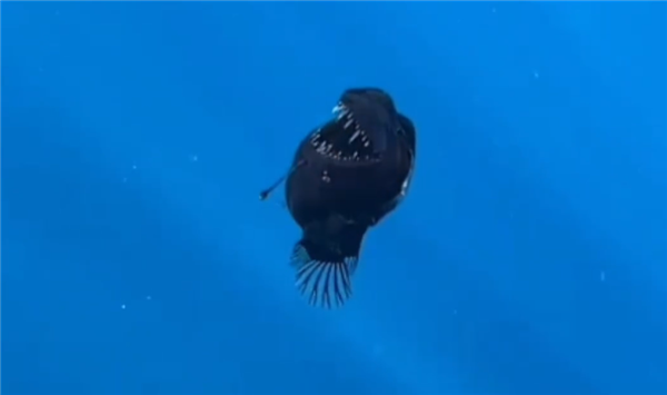 美味的深海怪物！一鮟鱇魚海面游泳被人類偶遇：著實(shí)罕見