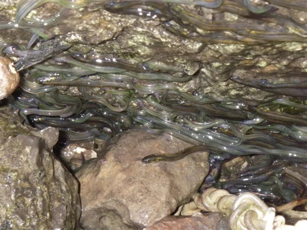能長(zhǎng)到2米、能活到100歲、還會(huì)死亡翻滾：不是蟒蛇而是魚