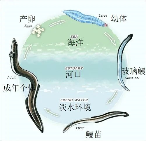 能長(zhǎng)到2米、能活到100歲、還會(huì)死亡翻滾：不是蟒蛇而是魚