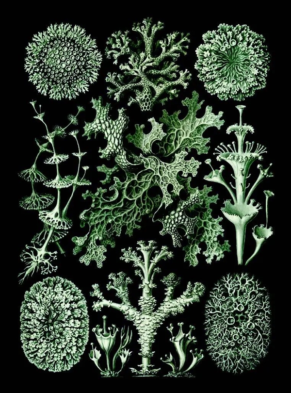 在吃下蘑菇之前 我已經(jīng)中了蘑菇的毒