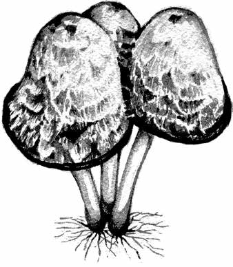 在吃下蘑菇之前 我已經(jīng)中了蘑菇的毒