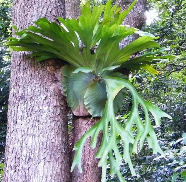 唯一真社會(huì)性植物：種群像蜜蜂、螞蟻一樣分工明確