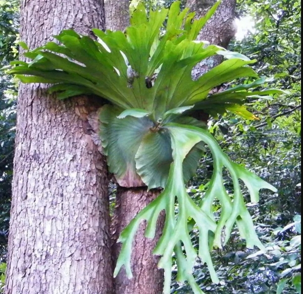 唯一真社會(huì)性植物：種群像蜜蜂、螞蟻一樣分工明確