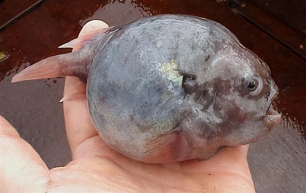 灰不溜秋像個腦袋 深海外星生物太恐怖！嗯 是魚 很好吃
