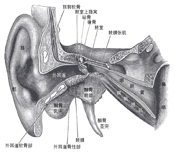 耳朵里長“腳氣” 竟然是因?yàn)檫@個(gè)很多人都愛的活動(dòng)