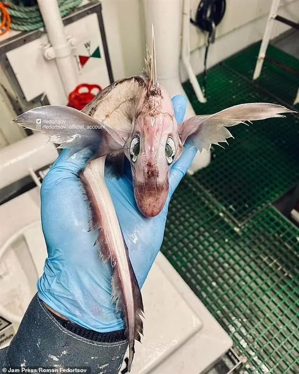 灰不溜秋像個腦袋 深海外星生物太恐怖！嗯 是魚 很好吃