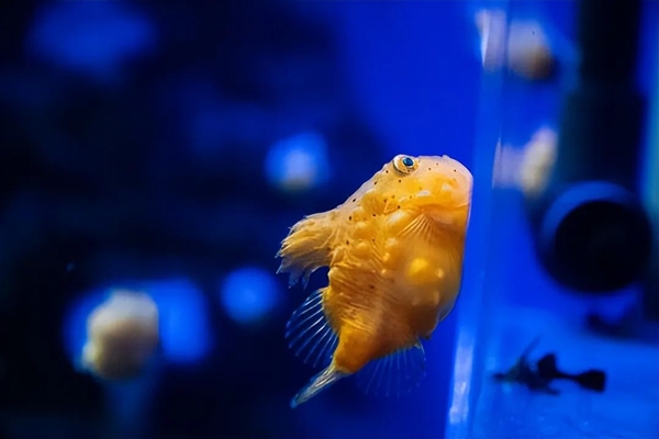 灰不溜秋像個腦袋 深海外星生物太恐怖！嗯 是魚 很好吃