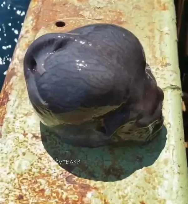灰不溜秋像個腦袋 深海外星生物太恐怖！嗯 是魚 很好吃