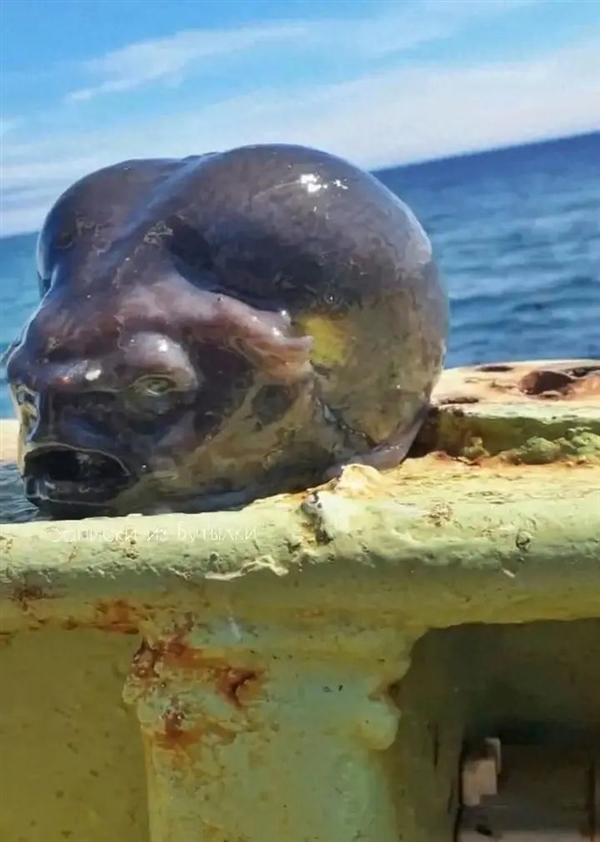 灰不溜秋像個腦袋 深海外星生物太恐怖！嗯 是魚 很好吃