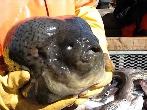 灰不溜秋像個腦袋 深海外星生物太恐怖！嗯 是魚 很好吃