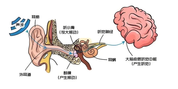 發(fā)病率上漲3倍多！好好的年輕人 怎么突然就聽不見了