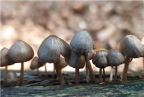這些蔬菜簡(jiǎn)直是“天然味精”：加水煮能鮮掉你的眉毛