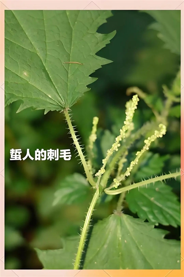 蕁麻疹、蕁麻：都是“蕁” 讀音居然不一樣！