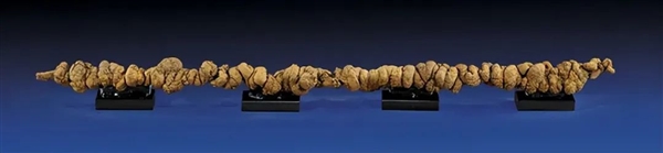 史上大貴的人類糞便：長20cm寬5cm 和皇冠上的寶石一樣珍貴