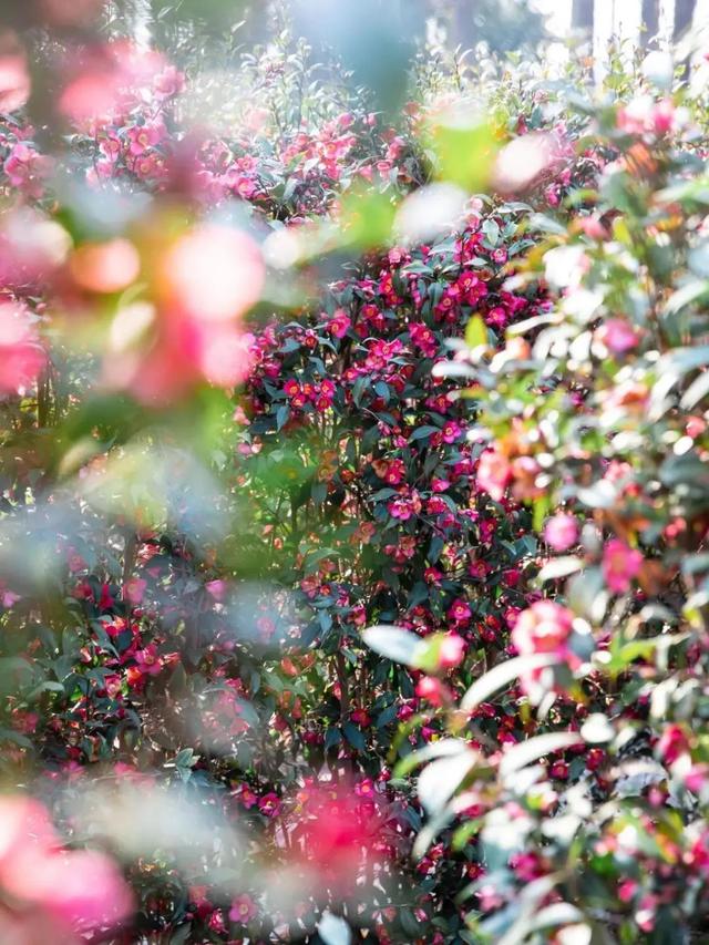 束花茶花：園藝家創(chuàng)造的山茶新形態(tài)