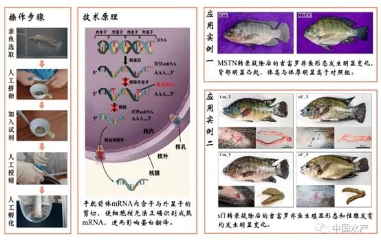 中國：世界水產(chǎn)養(yǎng)殖第一大國 核心發(fā)展離不開它