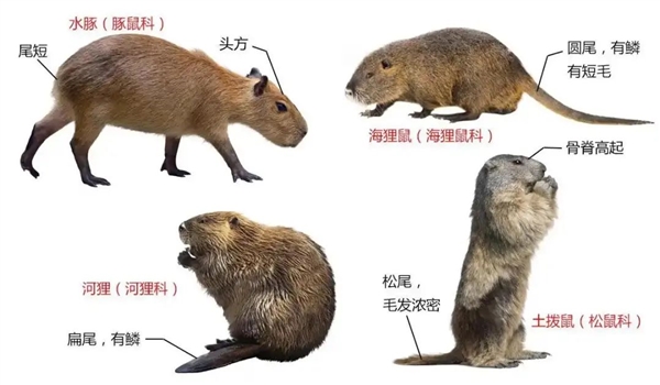 美國(guó)多州巨型老鼠肆虐 重達(dá)30斤特能吃 官方呼吁：煎炒或燉湯