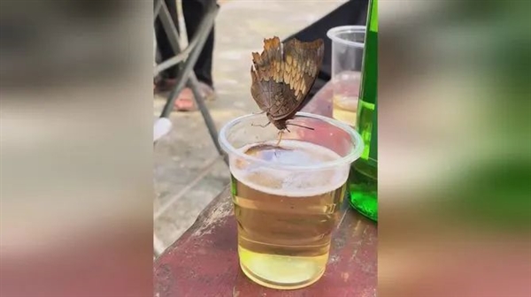 如果蝴蝶靠近你 那可不是因?yàn)槟阆? h=