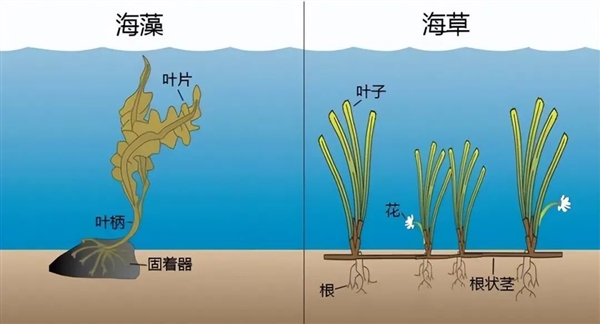 唯一的海洋開花植物！對其它海洋植物降維打擊